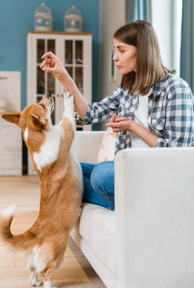 animalul de companie