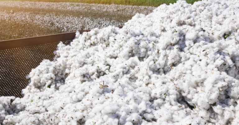 Guvernul va achita o obligație de peste 30 de ani către SUA, asociată cu un împrumut pentru importul de bumbac.