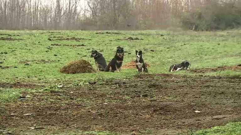 Salvatorii utilizează roboți pe Valea Oltului. Traficul va rămâne închis până miercuri. „Sunt observate pierderi de gaz”